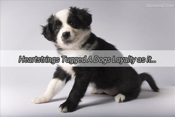 Heartstrings Tugged A Dogs Loyalty as its Master Turns Away